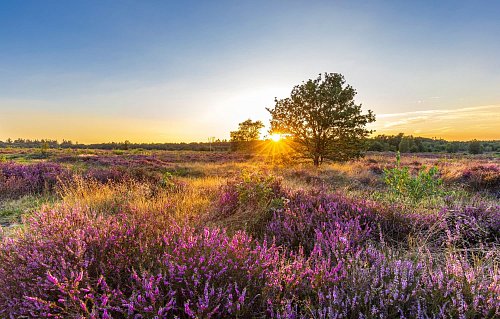 Nederland