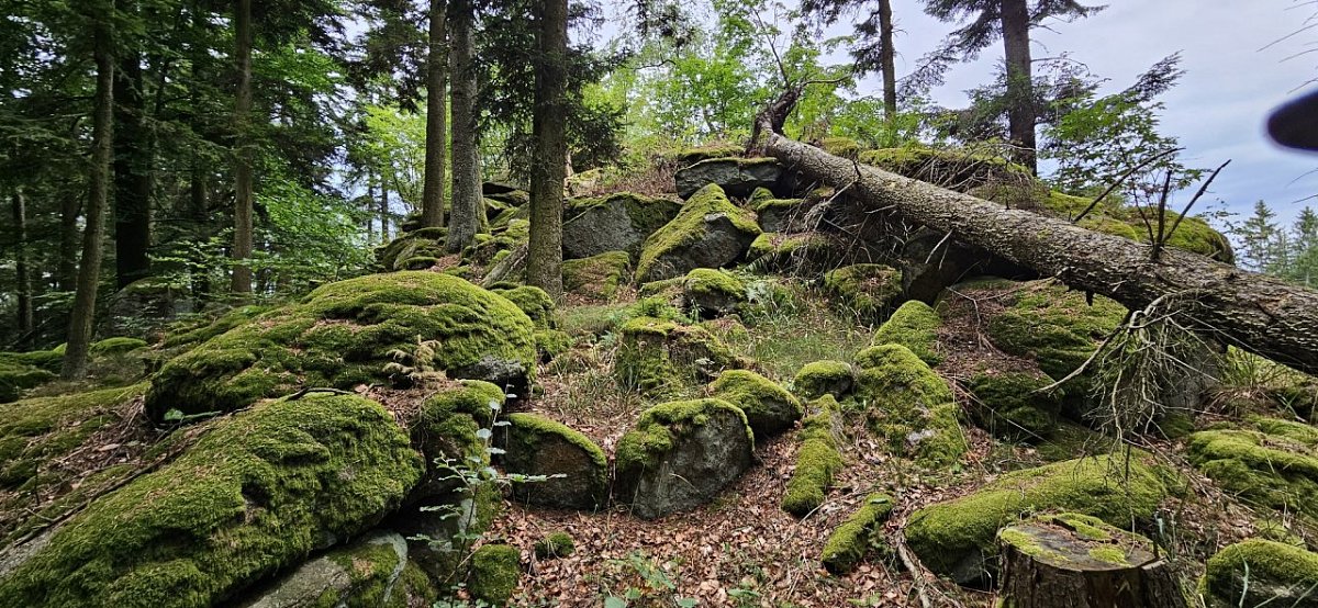 Kuřský vrch (806&nbsp;m)