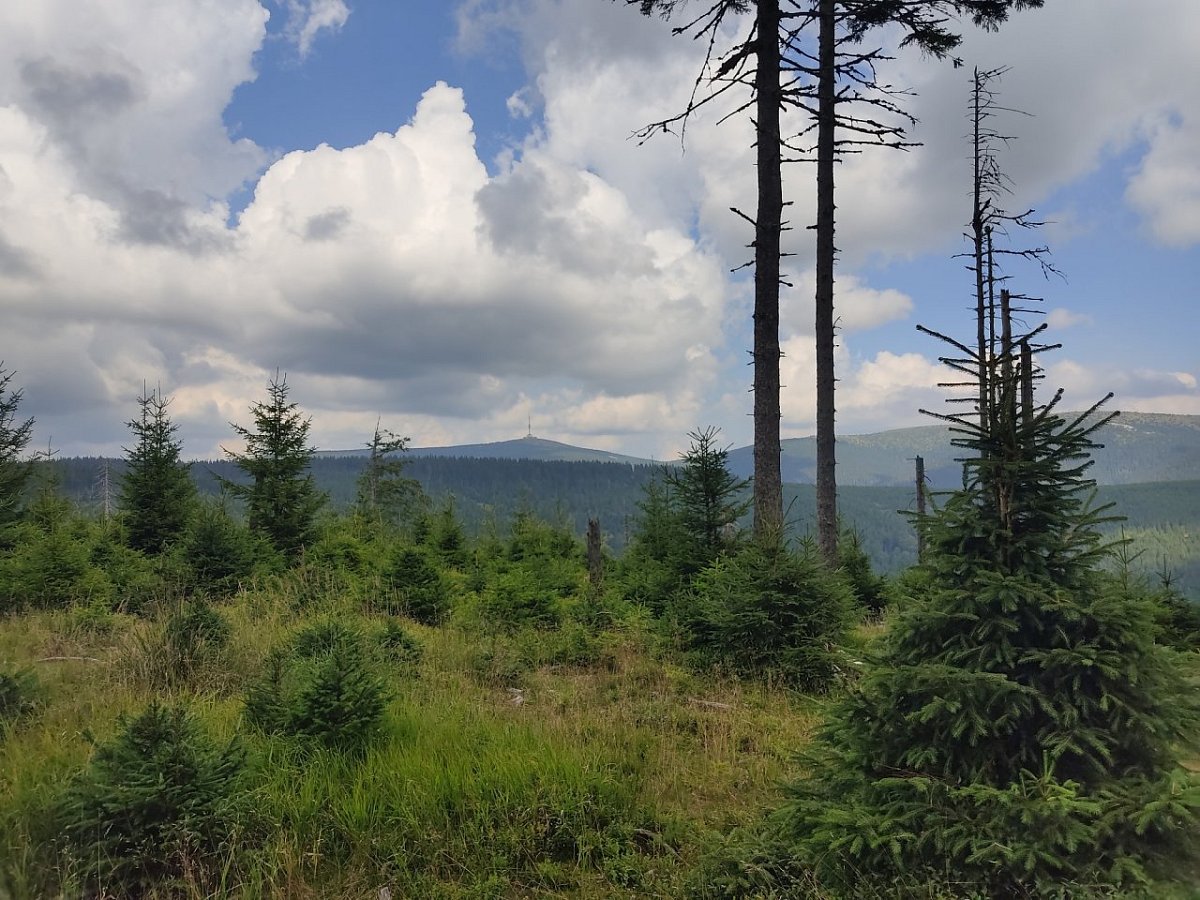 Mahony (1206&nbsp;m)