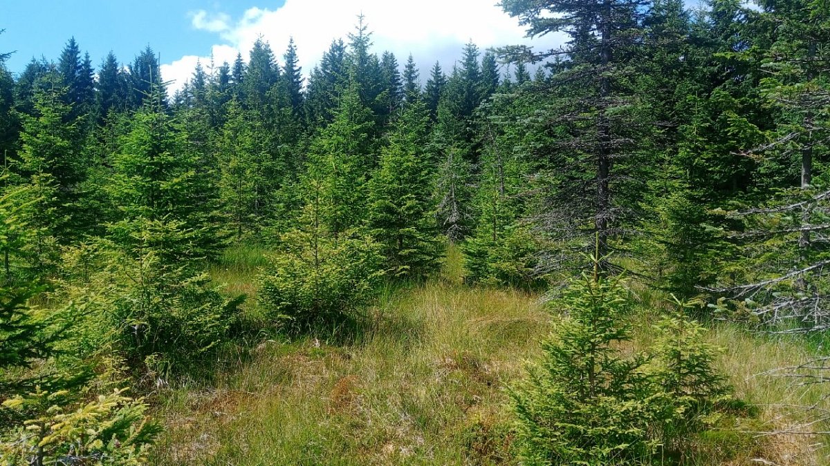 Tetřeví hora (1007&nbsp;m)