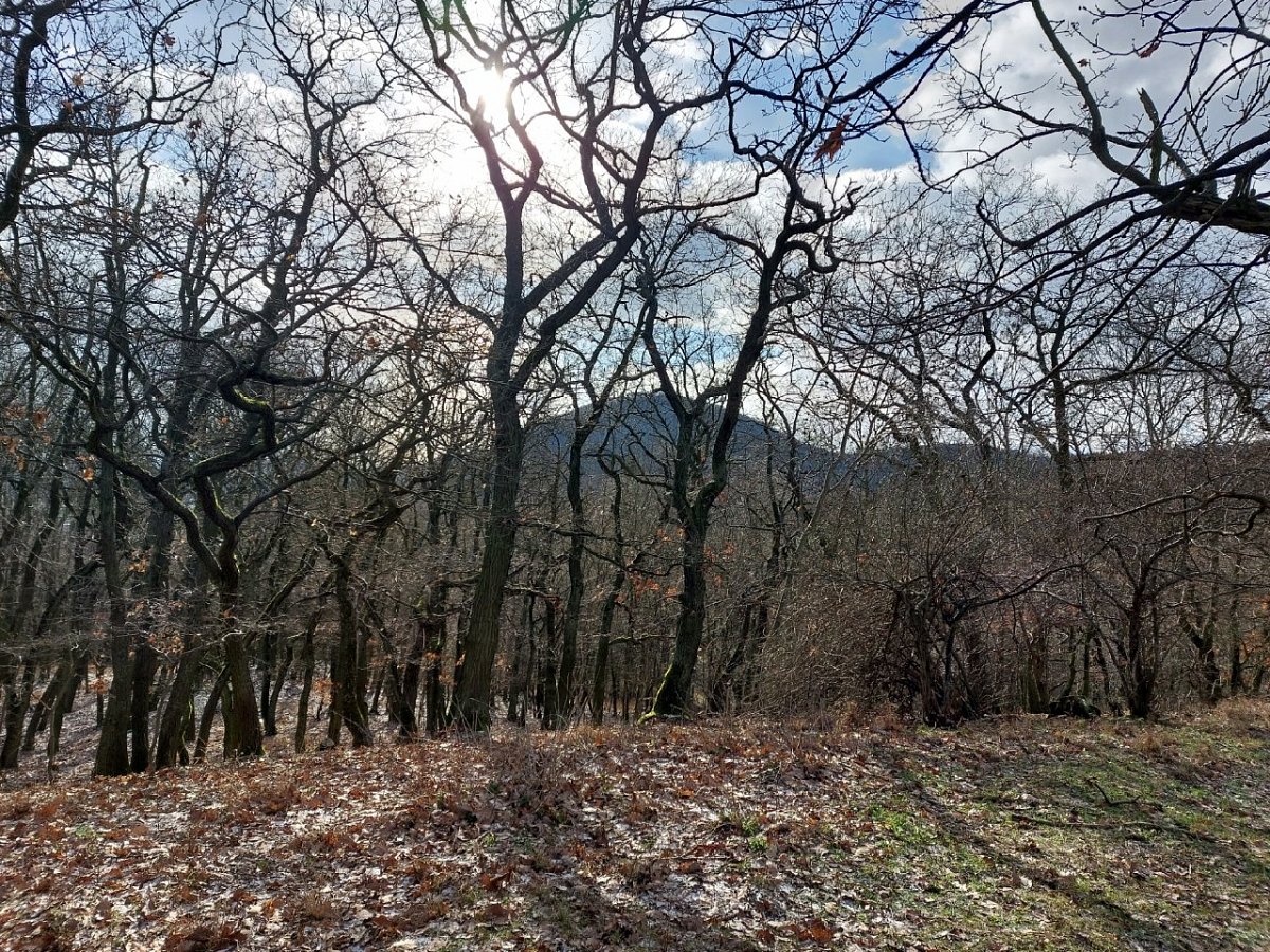 Liščí vrch (500&nbsp;m)