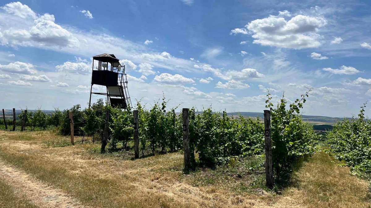 Ořechová hora (263&nbsp;m)