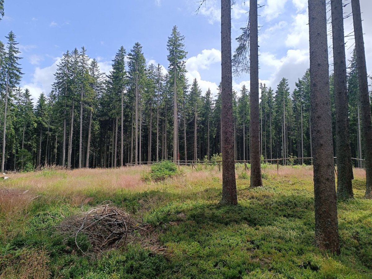 Výška (1117&nbsp;m)
