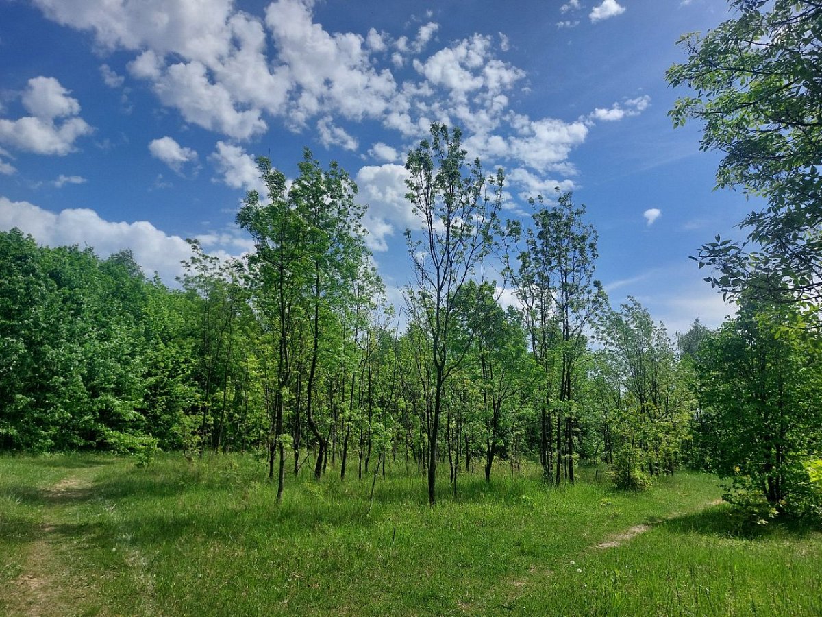 Halda Terezie (306&nbsp;m)