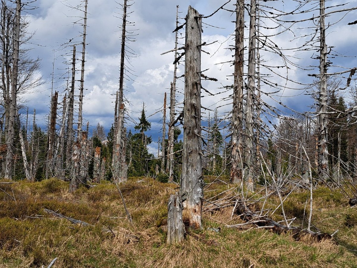 Smrkový vrch (1112&nbsp;m)