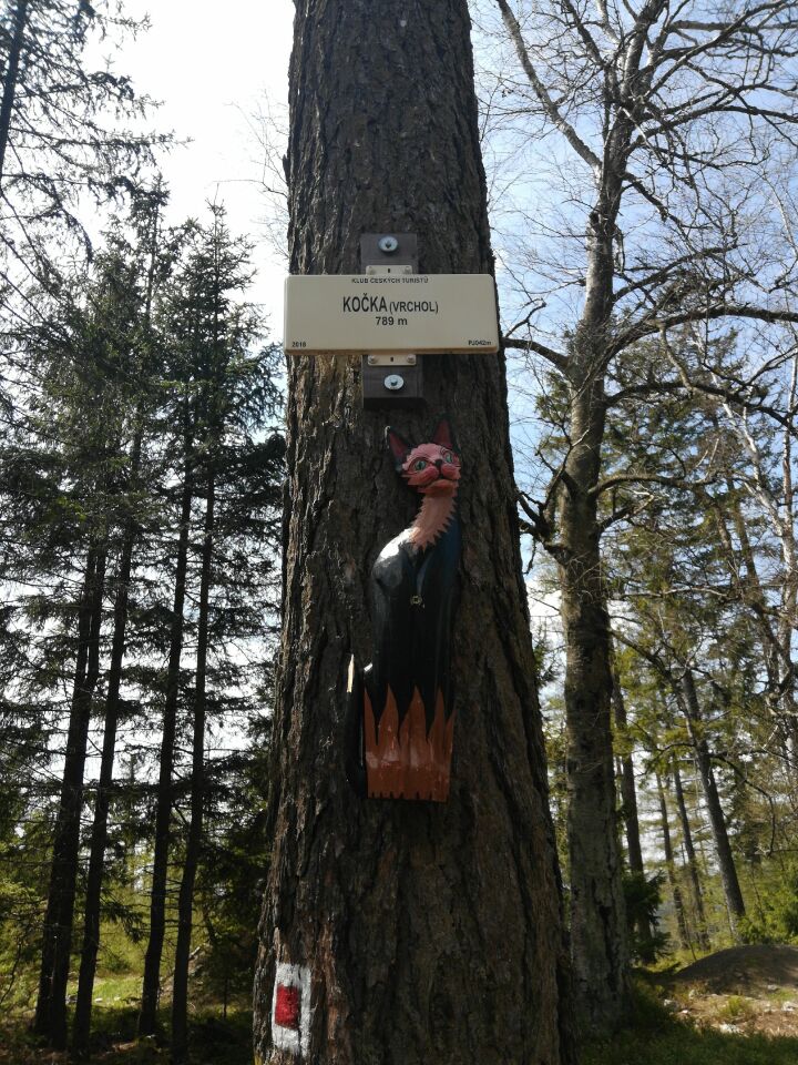 Kočka