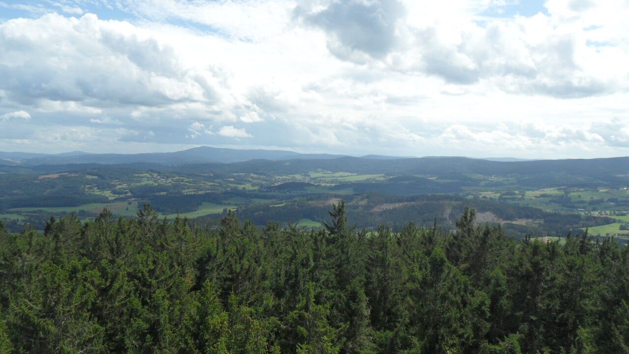 Javorník
