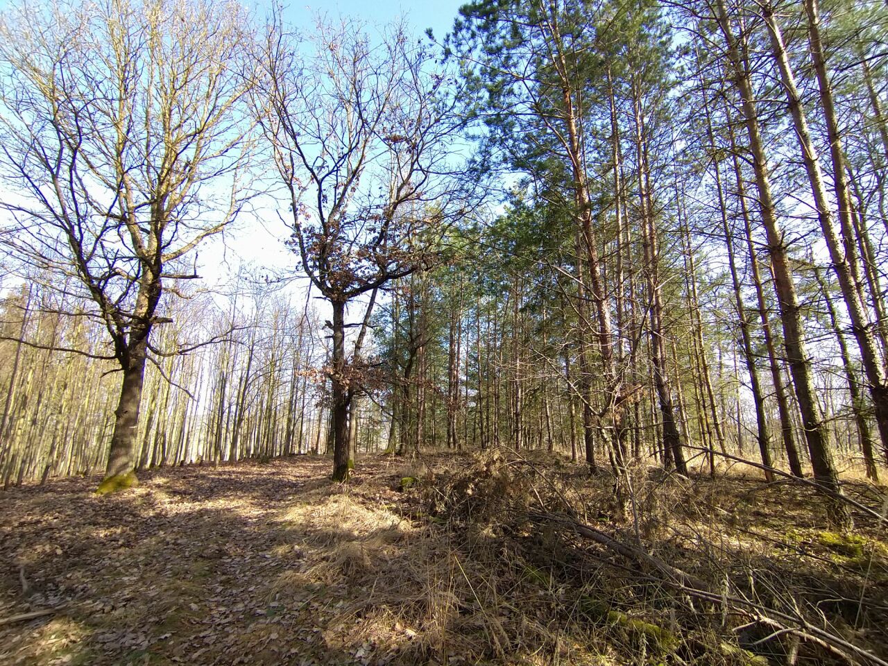 Třebýcinská planá hora